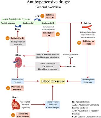 The Use of Antihypertensive Drugs as Coadjuvant Therapy in Cancer